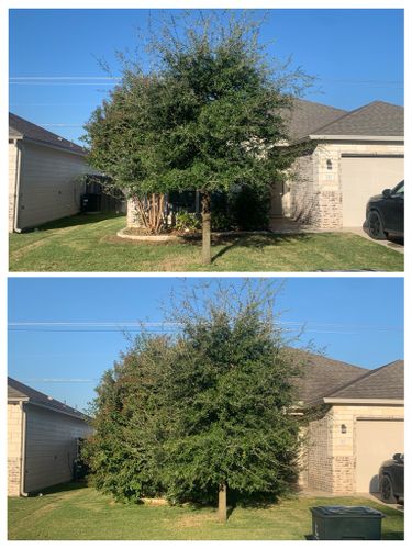  for Scalpel Lawn Service in Temple, TX