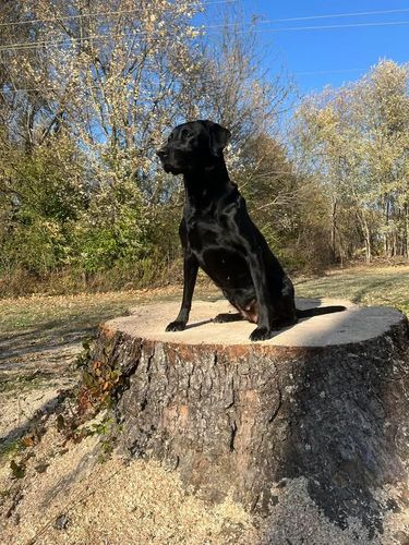  for Curtis Tree Service LLC in Hopkins County, KY