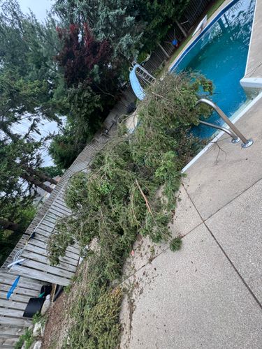  for Branching Out Tree Service in Hastings, MI