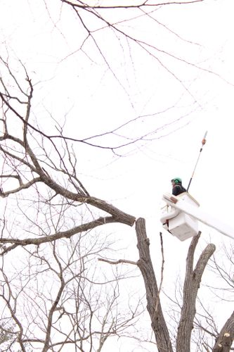 Tree Pruning  for Redemption Tree & Landscape LLC  in Oakham, MA