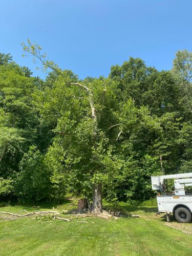 All Photos for Atwood’s Tree Care in Liberty,  KY