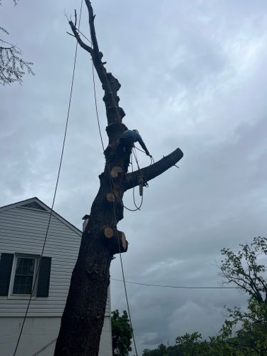  for Ricky's Tree Service & Property Care in Orange, VA