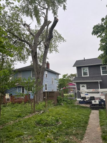 All Photos for Pro Tree Trim & Removal, Llc in Dayton, OH