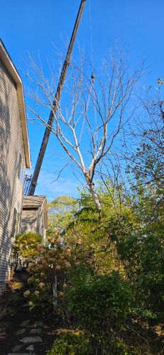 Tree Removal for Olson Tree Service, Inc in Rockford, IL