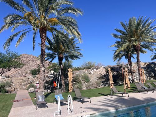  for AZ Tree & Hardscape Co in Surprise, AZ