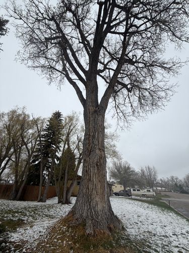  for Elevated Tree Care in Gillette, WY