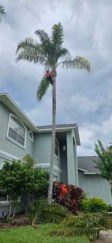 Tree Trimming for Tezna Landscaping, Trees & Pavers in Valrico, FL