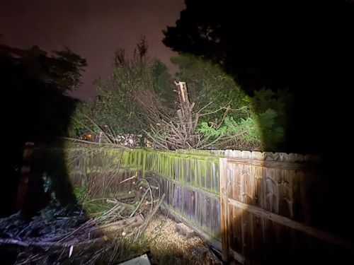  for Tidewater Tree Service in Chesapeake, VA