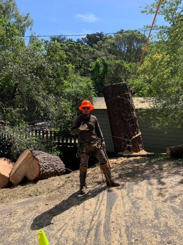 Tree Removal for Williams Tree Service LLC in Indianapolis, IN