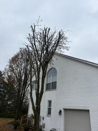  for Dig-It Tree Company in Mason, OH