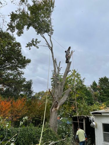 Tree Removal for Rosales Landscaping LLC in Lake Gaston, North Carolina