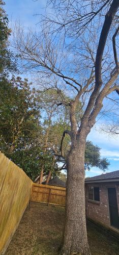  for Servin's Tree Care  in Houston, TX