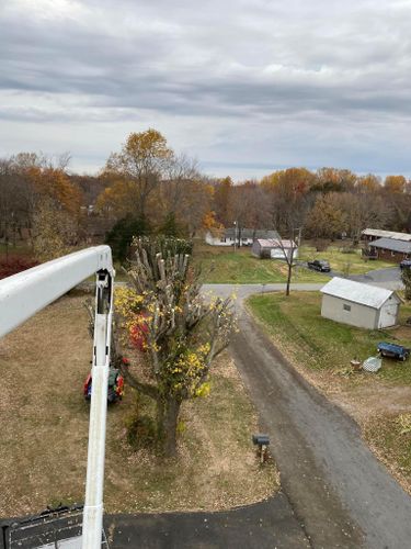 Fall and Spring Clean Up for Atwood’s Tree Care in Liberty,  KY