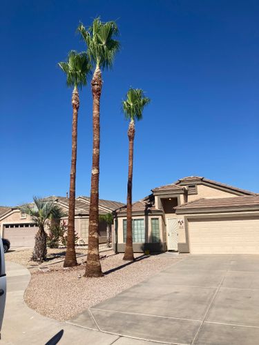 Palm Tree Trimming for Revolution Landscape Construction in Mesa, AZ