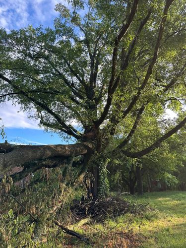 All Photos for Ramirez Tree Care in Elkin, NC