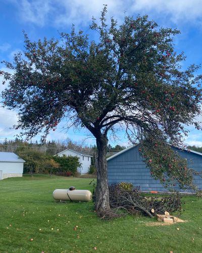 Tree Removal for Bear Creek Tree Service LLC in Rudyard, MI