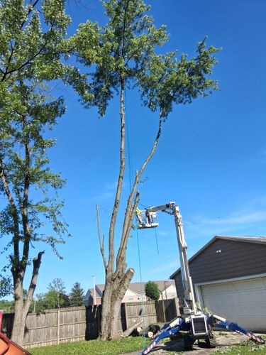 All Photos for Pro Tree Trim & Removal, Llc in Dayton, OH
