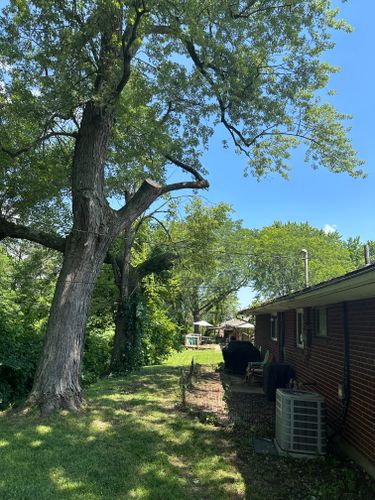 All Photos for Pro Tree Trim & Removal, Llc in Dayton, OH