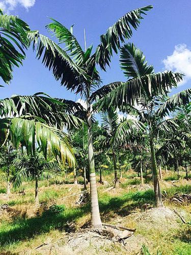 Landscape Design & Installation for Lawn Caring Guys in Cape Coral, FL