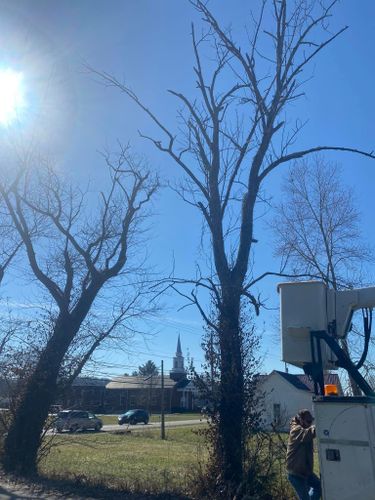 Tree Removal for Atwood’s Tree Care in Liberty,  KY