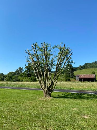 Fall and Spring Clean Up for Atwood’s Tree Care in Liberty,  KY