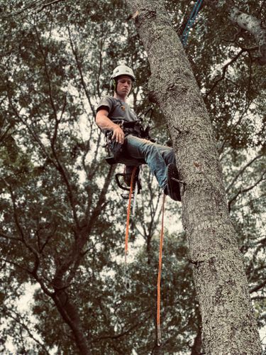  for Powell Tree Service Inc. in Cape Cod, MA