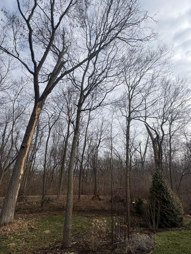  for Dig-It Tree Company in Mason, OH