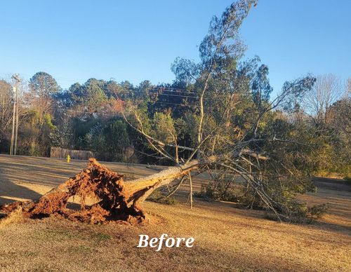 Tree & Debris Removal for Jason Scott Grading & Clearing in Williamson, GA