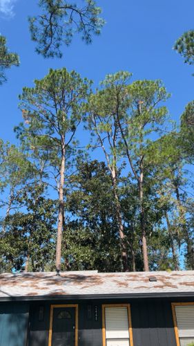 All Photos for All Seasons Tree Service and Land Works in Trenton, FL