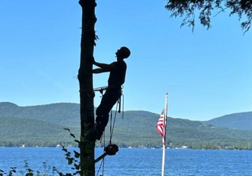 All Photos for Blue Ribbon Tree Service in Gilford, NH