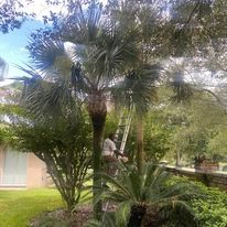 Mulch Installation for Efficient and Reliable Tree Service in Lake Wales, FL