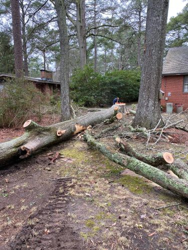 Tree Services for Donnie's Tree Services in Wilson, NC