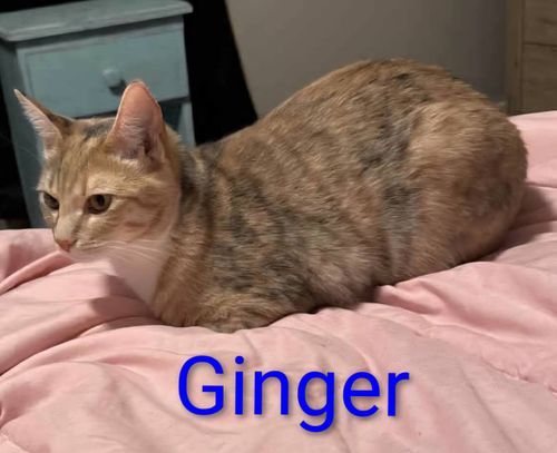 Animal Sanctuary for Sullivan Sanctuary of Maine in Brunswick, ME