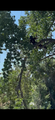 Tree Removal for Elevated Tree Care in Gillette, WY
