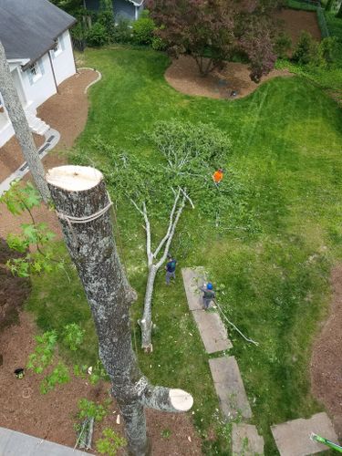  for Sky High Tree Service in Columbia, MO