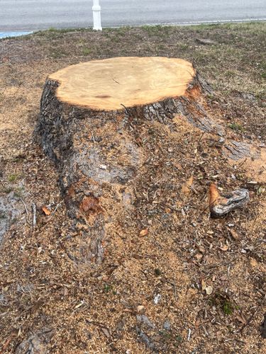 Stump Removal for Busy Beaver Stump Removal, Inc in Clearwater, FL