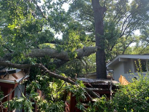  for TLC Professional Tree Service in Fort Worth, TX