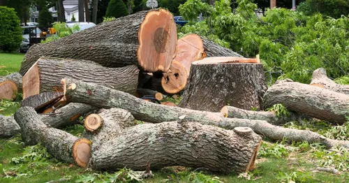 Tree Removal for Patriot Tree Service in Mesa, AZ