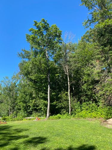 Tree Removal for Bear Creek Tree Service LLC in Rudyard, MI