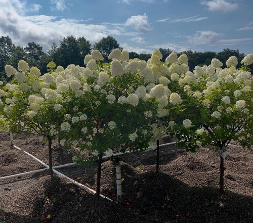  for Trueman Landscaping in Wexford, PA