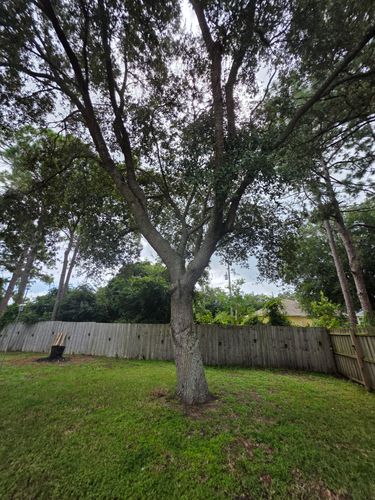 All Photos for Highlife Tree Care And Landscaping in Altamonte Springs, FL