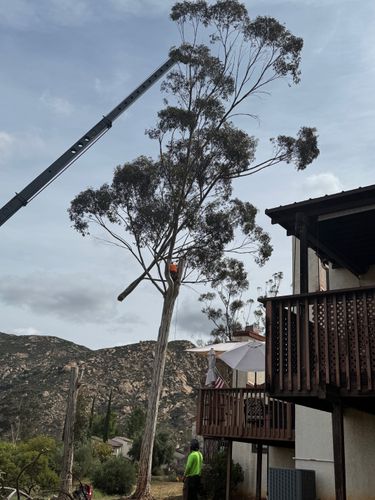Tree Services for The Tree Fairy in Julian, CA