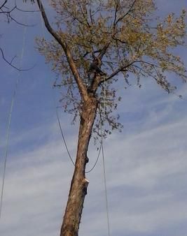 Tree Trimming for Dave's Seamless Gutters & Contracting in Northern Cambria, Pennsylvania