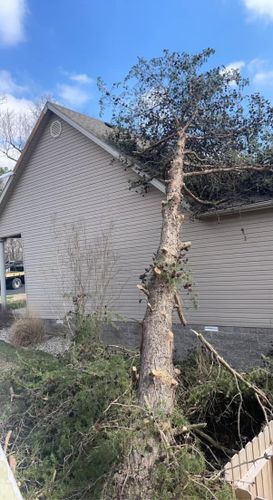  for Curtis Tree Service LLC in Hopkins County, KY