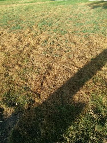 Lawn Maintenance for Benito's Gardening in San Juan Capistrano, CA