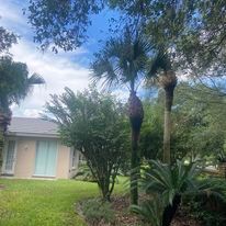 Stump Removal for Efficient and Reliable Tree Service in Lake Wales, FL