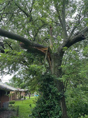 All Photos for Pro Tree Trim & Removal, Llc in Dayton, OH