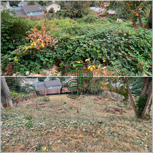 Brush Clearing - Bramble Clearing - Blackberry Clearing for Golovin Property Services LLC in Marysville, WA