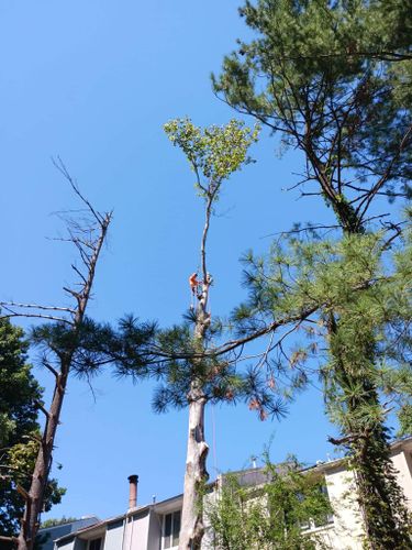 Tree Trimming for DIAZ TREE in Stafford, VA