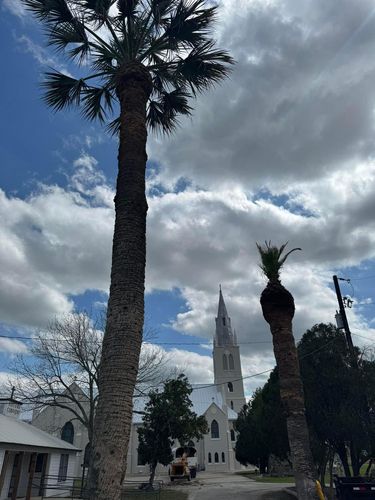 Tree Pruning for Braun Tree Service in Cameron, TX